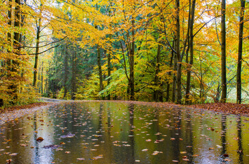Deszczowa aura w lesie na dolnym Śląsku 2025