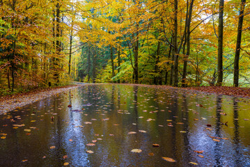 Deszczowy dzień w lesie na dolnym Śląsku 2025