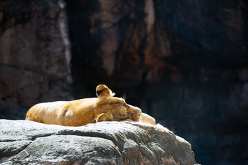 Fototapete bei efototapeten.de bestellen   