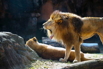 Naklejka premium 天王寺動物園の動物