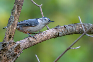 White-breasted nuthatch perched in a tree.