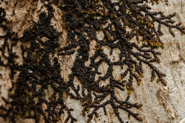texture macro