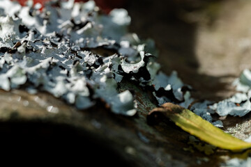 texture macro