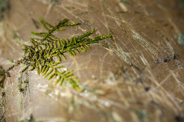 texture macro