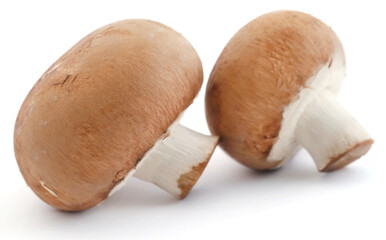 Brown button mushroom