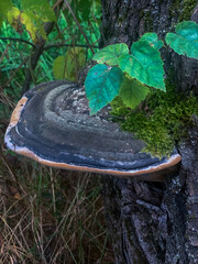 a mushroom on the bark of an old tree in the forest