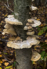 Fototapeta premium a mushroom on the bark of an old tree in the forest