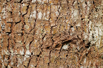 Rough reddish-brown tree bark with white and yellow lichen patches, creating a detailed natural grunge background texture in bright sunlight