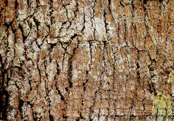 Rough reddish-brown tree bark with white and yellow lichen patches, creating a detailed natural grunge background texture in bright sunlight