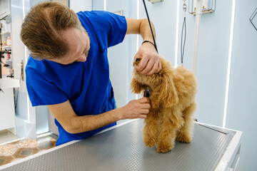 At a pet grooming salon, a middle-aged male groomer is brushing the fur of an adorable Poodle dog