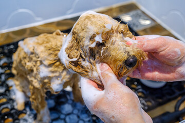 At a pet grooming salon, a middle-aged male groomer is washing the fur of an adorable Poodle dog in the shower