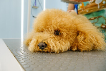 The adorable pose of a Poodle dog at a pet grooming salon
