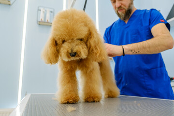 At a pet grooming salon, a middle-aged male groomer is trimming the fur of an adorable Poodle dog...