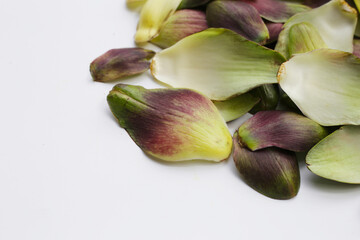 Artichoke petals on white background.