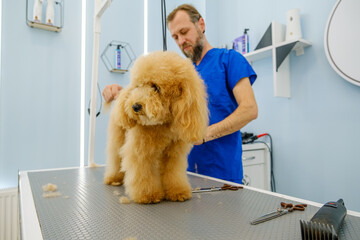 At a pet grooming salon, a middle-aged male groomer is trimming the fur of an adorable Poodle dog...