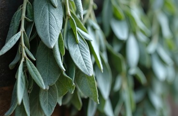 Obraz premium Macro shot shows sage leaves against a rustic dark background. Green aromatic sage herb leaves are used in cooking. Nature provides fresh natural culinary herbs ingredient food.