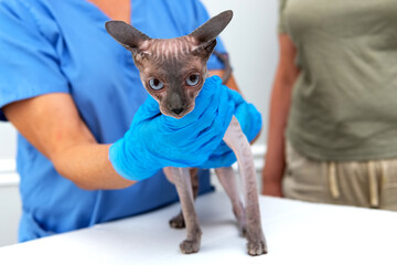 Hairless Sphynx cat checkup by vet in medical uniform