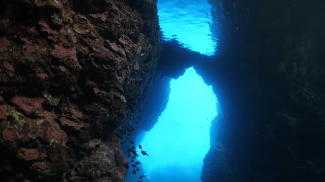  pempheris fish in a cave underwater cave diving