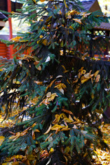 background texture of yellow leaves autumn leaf background. autumn leaves on the tree