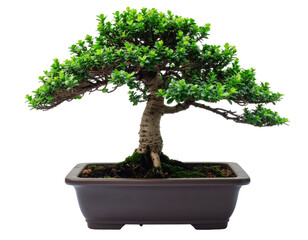 Elegant Bonsai Tree with Rich Green Foliage in Decorative Pot Against a Transparent Background