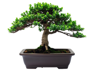 Elegant Bonsai Tree with Rich Green Foliage in Decorative Pot Against a Transparent Background