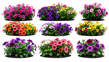 Colorful petunia flower clusters blooming