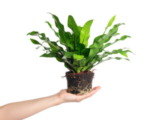 Hand Holding a Lush Green Plant in a Decorative Pot Against a Transparent Background
