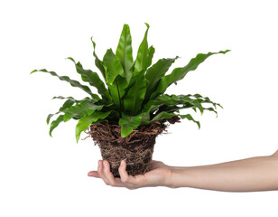Hand Holding A Lush Green Potted Fern Plant Symbolizing Nature And Growth On A Transparent Background