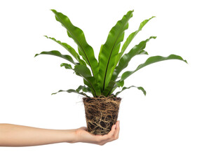 Hand Holding Vibrant Green Fern Plant in Decorative Pot Against Transparent Background
