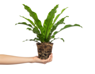 Hand Holding Vibrant Green Fern Plant in Decorative Pot Against Transparent Background