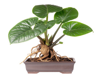 Potted Indoor Mandrake Plant With Large Green Leaves and Visible Roots in Soil Container