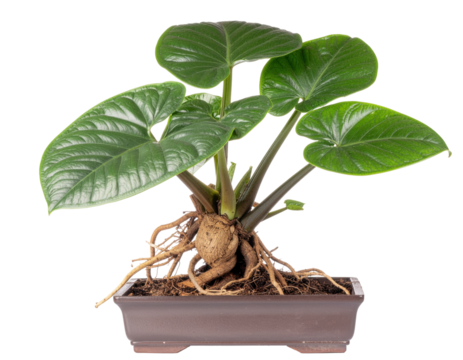 Potted Indoor Mandrake Plant With Large Green Leaves and Visible Roots in Soil Container