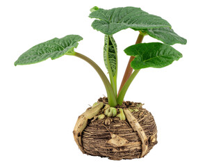 Small Potted Mandrake Plant with Green Leaves and Unique Textured Base on a Transparent Background
