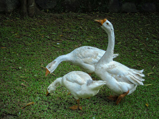 Three white geese grazing on a green grassy field in natural outdoor light, showing calm behavior and rural wildlife scenery.
