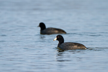 American Coots
