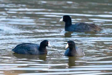 American Coots
