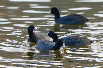 American Coots