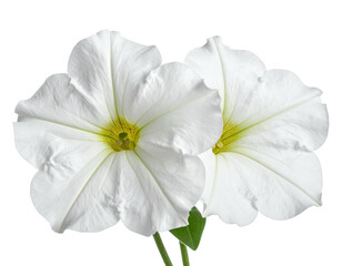 Two white petunias with yellow centers on a dark background