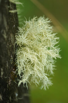 Close up of Usnea Lichen, a fruticose lichen, clinging to a tree trunk with blurred green in the background. Detailed, natural beauty.