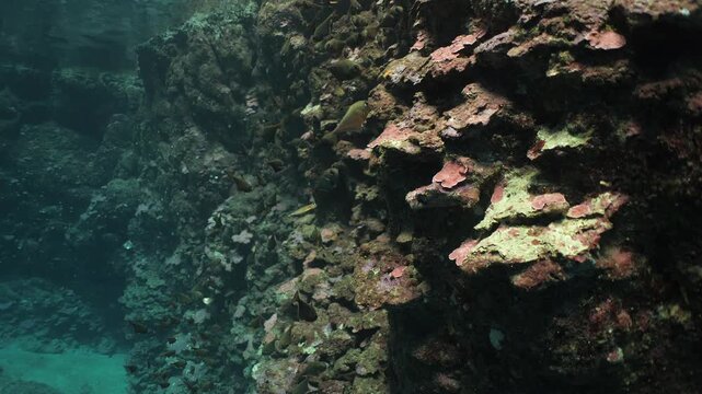  pempheris fish in a cave underwater cave diving