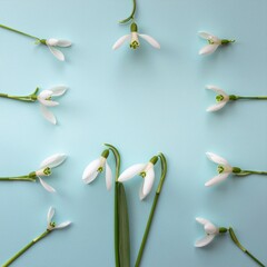 Delicate Arrangement of Snowdrop Flowers on a Soft Pastel Blue Background in Spring Season