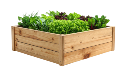Raised wooden garden bed with leafy greens