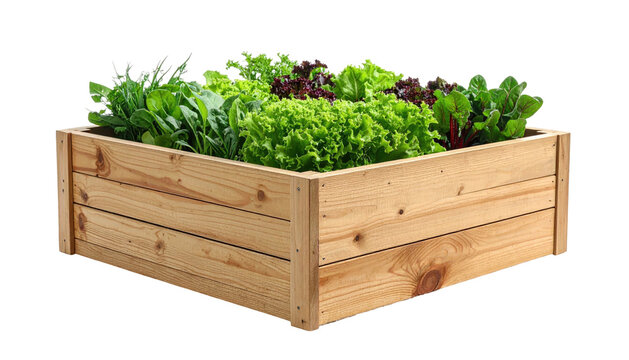 Raised wooden garden bed with leafy greens