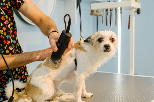 A middle-aged male groomer trimming the fur of an adorable Jack Russell Terrier dog with a clipper at a pet grooming salon