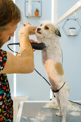 A middle-aged male groomer trimming the fur of an adorable Jack Russell Terrier dog with a clipper...