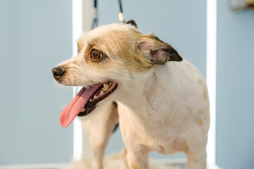 Obraz premium The adorable poses of a Jack Russell Terrier dog at a pet grooming salon