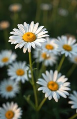 Fototapeta premium White daisies with bright yellow centers bloom beautifully in sunny green field. Many fresh wildflowers grow in peaceful meadow on warm spring summer day. Sunlight illuminates delicate petals, soft