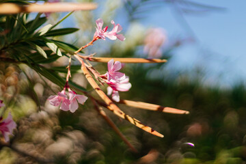 Beautiful pink flower with bokeh effect in the background