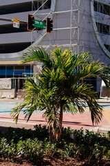 City streets with palm trees on a sunny summer day. A beautiful modern city with skyscrapers and street art. Tampa, Florida, during the holiday season. St.Petersburg, Florida, USA 13 June 2025. 