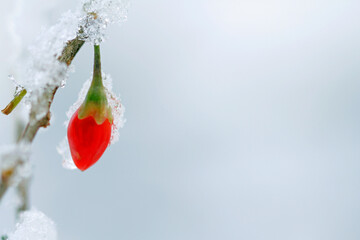 snow covered  goji berry